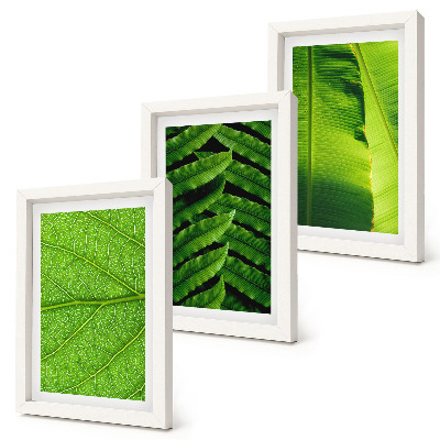 Triptych v ráme Detailné zábery tropických listov