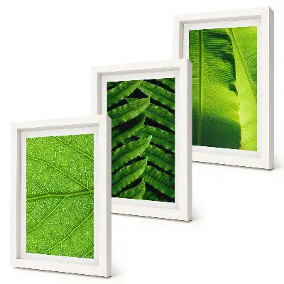 Detailné zábery tropických listov triptych v ráme