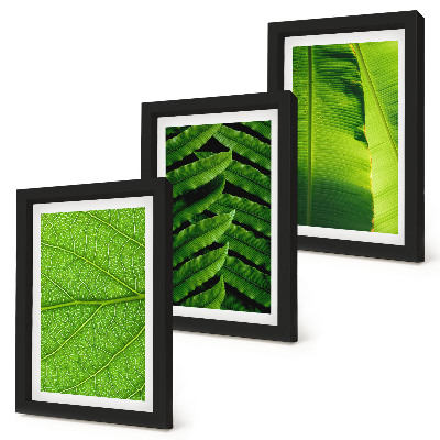 Triptych v ráme Detailné zábery tropických listov