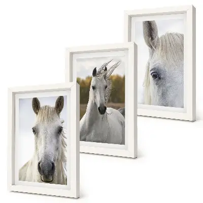 Triptych v ráme biele kone v rôznych pózach na prírodnom pozadí
