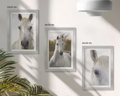 Triptych v ráme biele kone v rôznych pózach na prírodnom pozadí