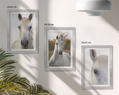 Triptych v ráme Biele kone v rôznych pózach na prirodzenom pozadí