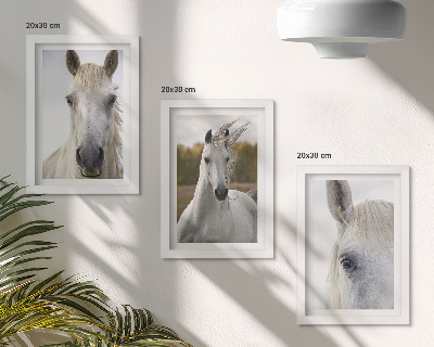Triptych v ráme Biele kone v rôznych pózach na prirodzenom pozadí