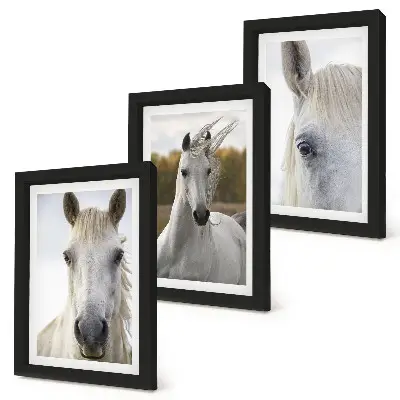 Triptych v ráme biele kone v rôznych pózach na prírodnom pozadí