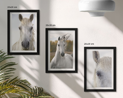 Triptych v ráme Biele kone v rôznych pózach na prirodzenom pozadí