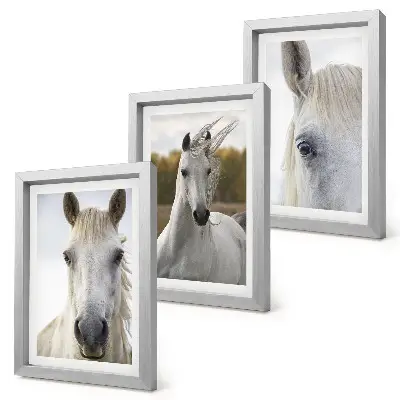 Triptych v ráme biele kone v rôznych pózach na prírodnom pozadí