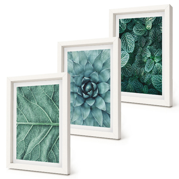 Triptych v ráme Detailné zábery sukulentných rastlín a listov