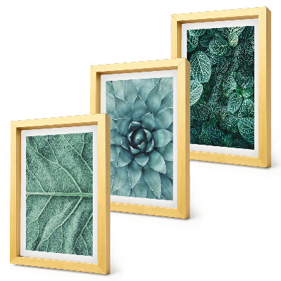 Triptych v ráme Detailné zábery sukulentných rastlín a listov