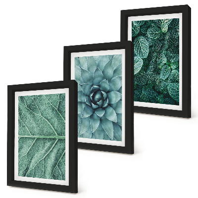 Triptych v ráme Detailné zábery sukulentných rastlín a listov