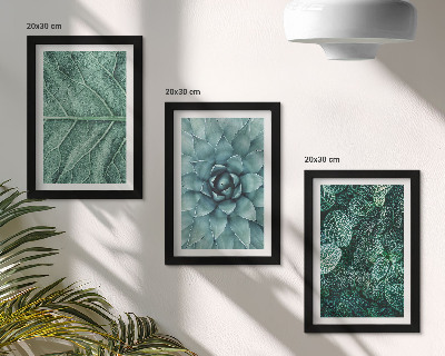 Triptych v ráme Detailné zábery sukulentných rastlín a listov