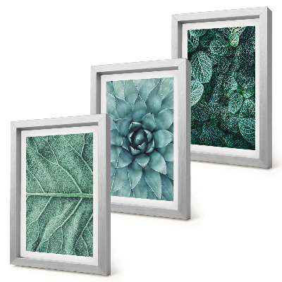 Triptych v ráme Detailné zábery sukulentných rastlín a listov