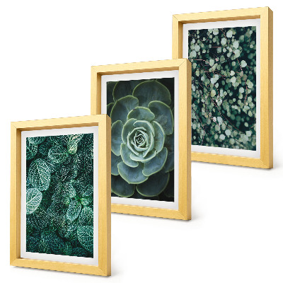 Triptych v ráme Zelené listy sukulentných rastlín a jemné vetvičky
