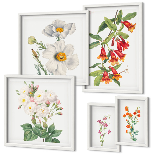 Galéria obrazov na stenu Kvetinové botanické ilustrácie