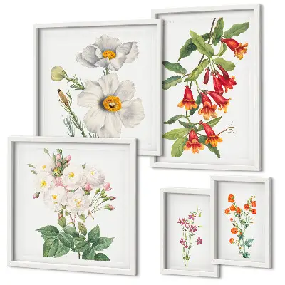 Kvetinové botanické ilustrácie galéria obrazov na stenu