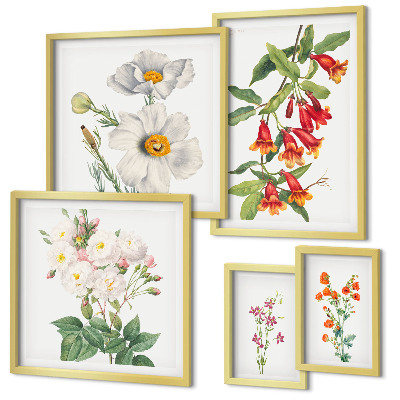 Galéria obrazov na stenu Kvetinové botanické ilustrácie