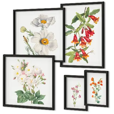 Kvetinové botanické ilustrácie galéria obrazov na stenu