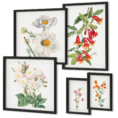 Galéria obrazov na stenu Kvetinové botanické ilustrácie