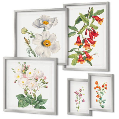 Galéria obrazov na stenu Kvetinové botanické ilustrácie